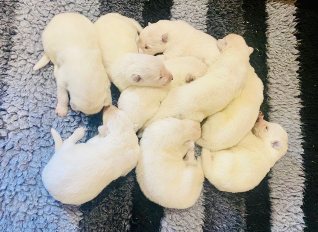 chiot Berger Blanc Suisse du Domaine de Criska