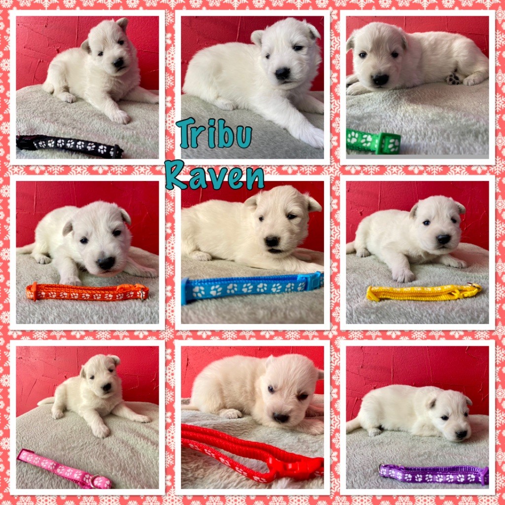 du Domaine de Criska - Chiot disponible  - Berger Blanc Suisse