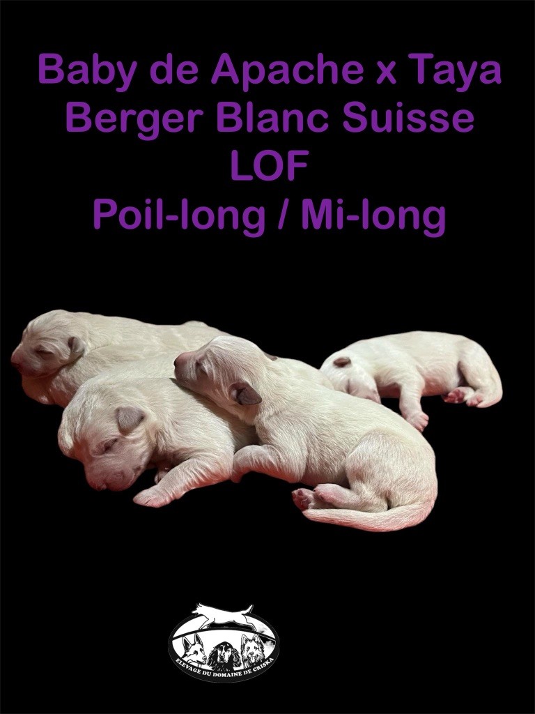 du Domaine de Criska - Chiot disponible  - Berger Blanc Suisse