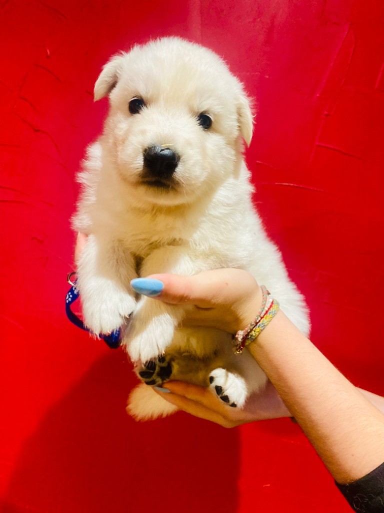 du Domaine de Criska - Chiot disponible  - Berger Blanc Suisse