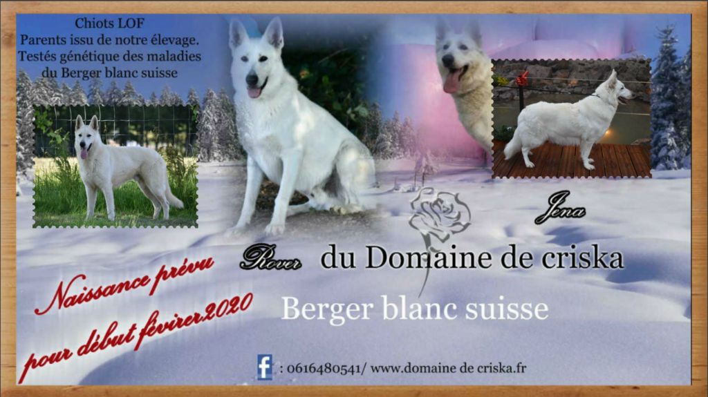 chiot Berger Blanc Suisse du Domaine de Criska