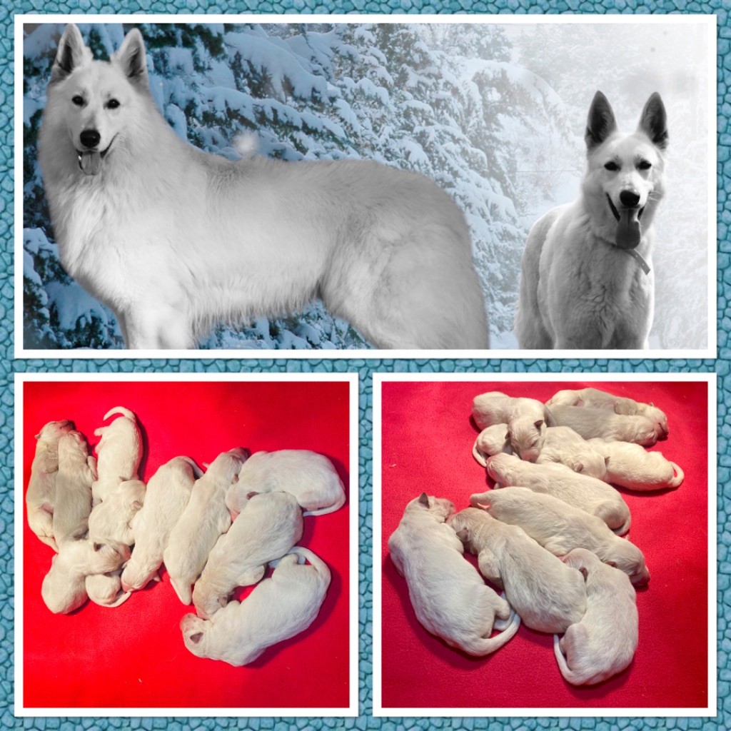 du Domaine de Criska - Chiot disponible  - Berger Blanc Suisse