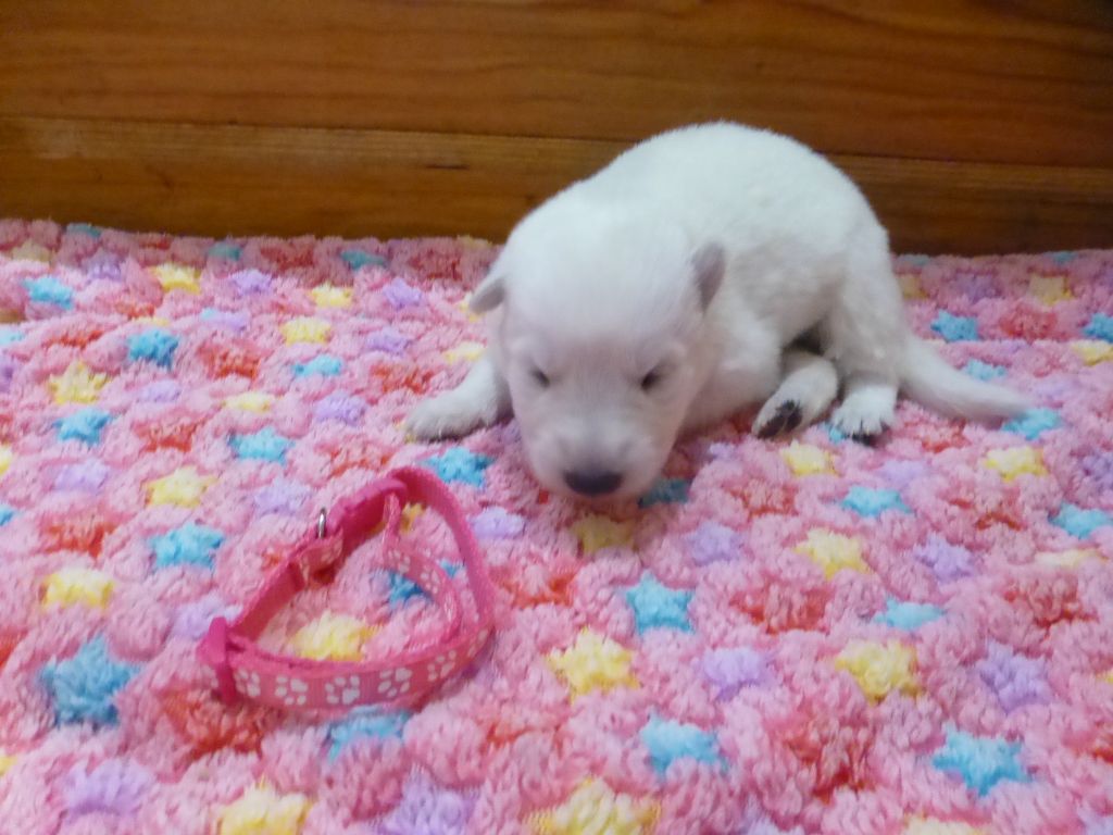 du Domaine de Criska - Chiot disponible  - Berger Blanc Suisse