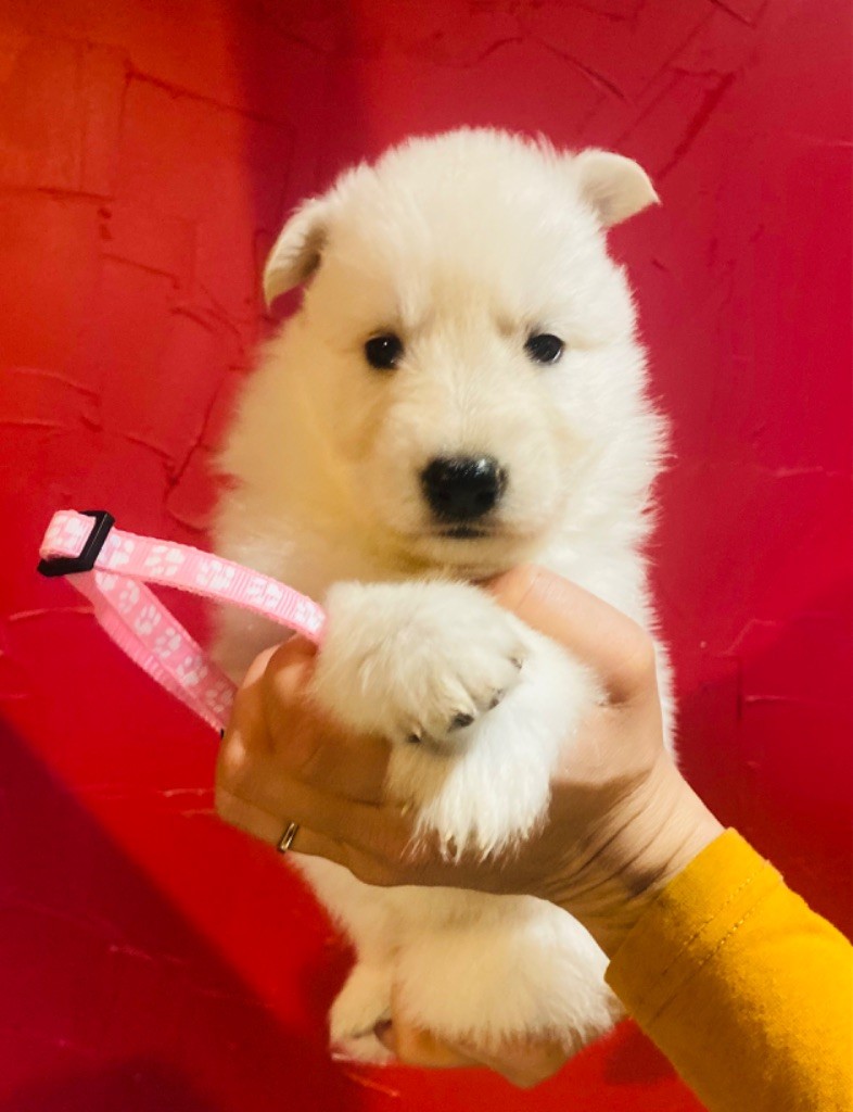 du Domaine de Criska - Chiot disponible  - Berger Blanc Suisse