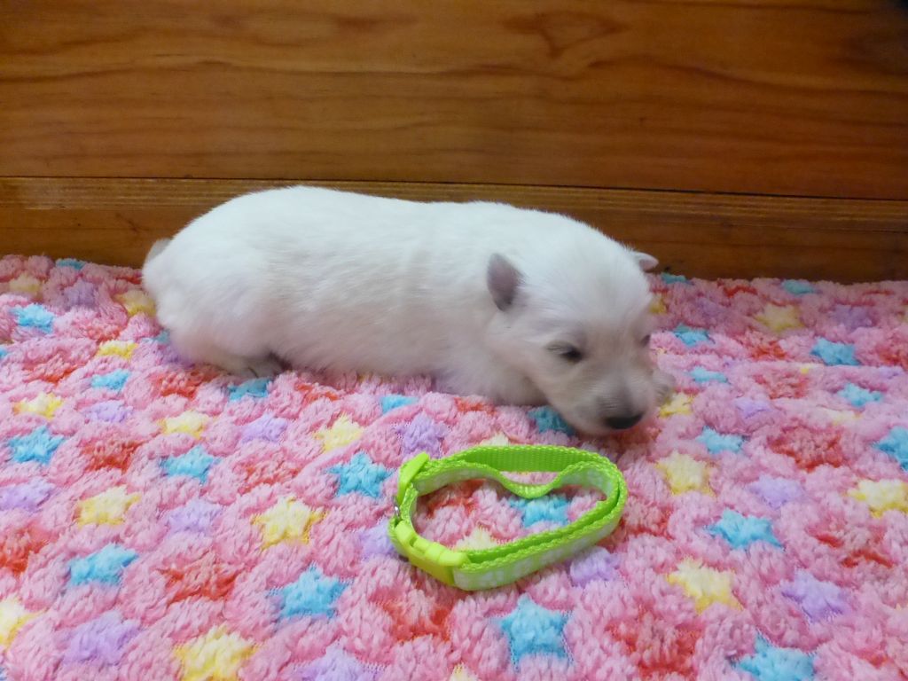 du Domaine de Criska - Chiot disponible  - Berger Blanc Suisse