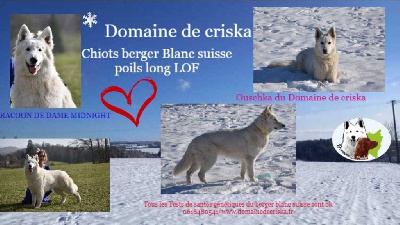 du Domaine de Criska - Berger Blanc Suisse - Portée née le 02/03/2023