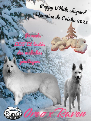 du Domaine de Criska - Berger Blanc Suisse - Portée née le 02/01/2025