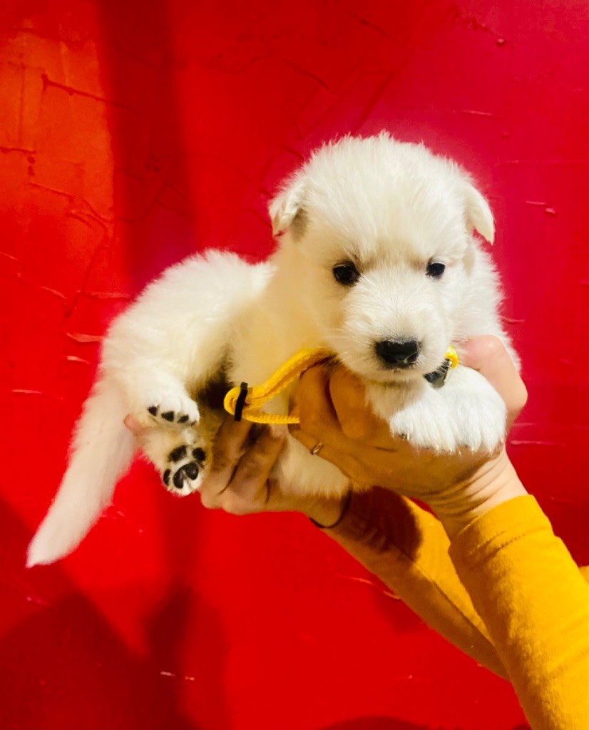 du Domaine de Criska - Chiot disponible  - Berger Blanc Suisse