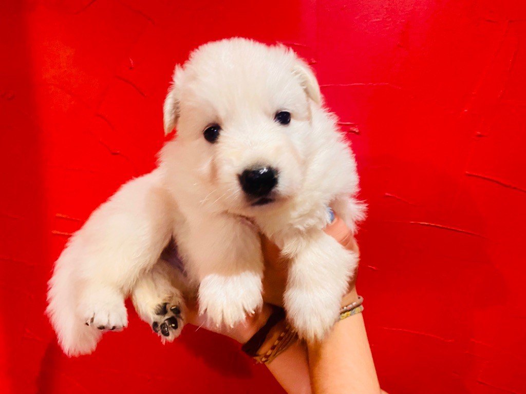 du Domaine de Criska - Chiot disponible  - Berger Blanc Suisse