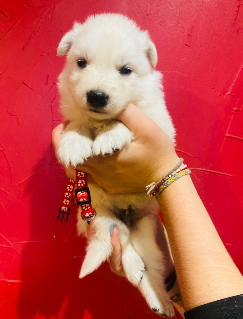 du Domaine de Criska - Chiot disponible  - Berger Blanc Suisse