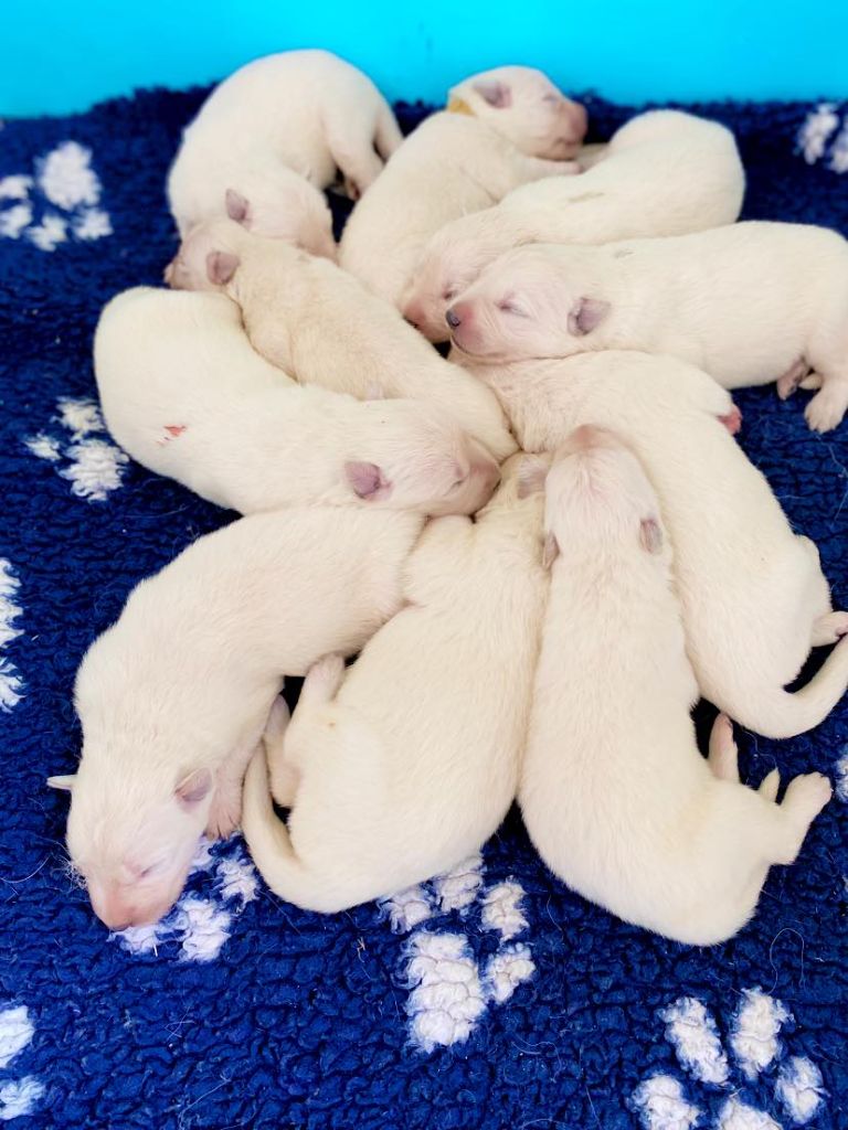 chiot Berger Blanc Suisse du Domaine de Criska