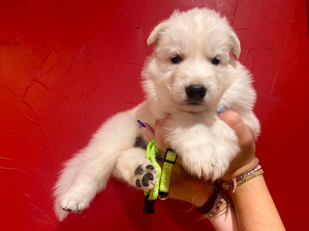 du Domaine de Criska - Chiot disponible  - Berger Blanc Suisse