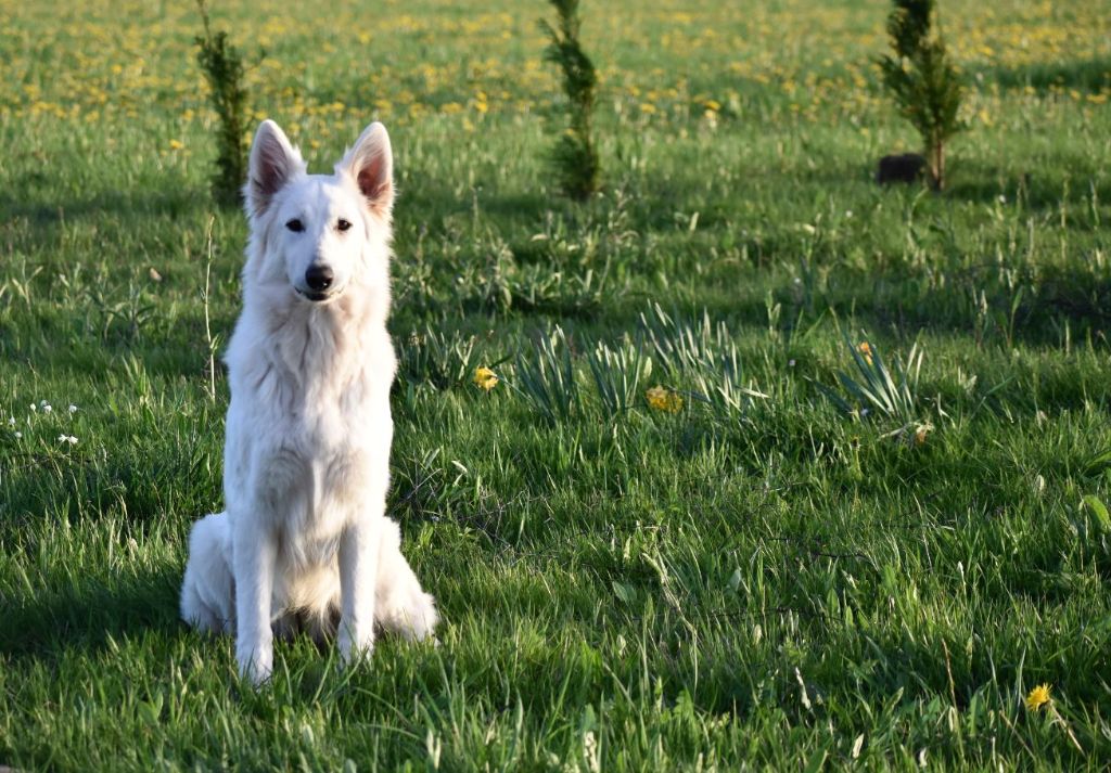 Nska du Domaine de Criska
