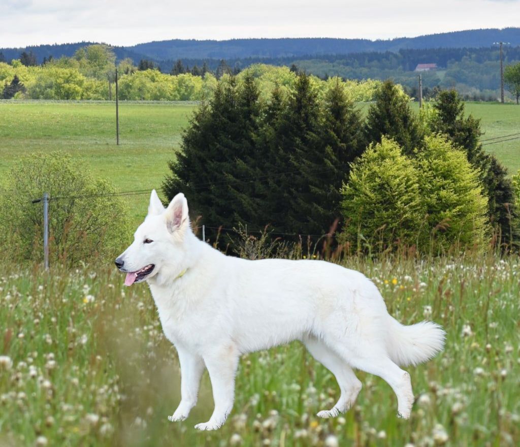 Louna du Domaine de Criska