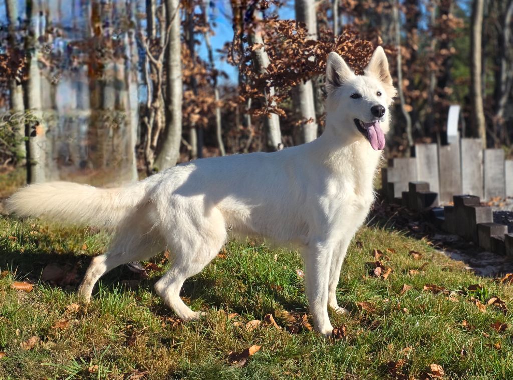 Ulane du Domaine de Criska