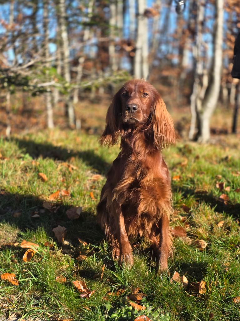 Ysalis du Domaine de Criska