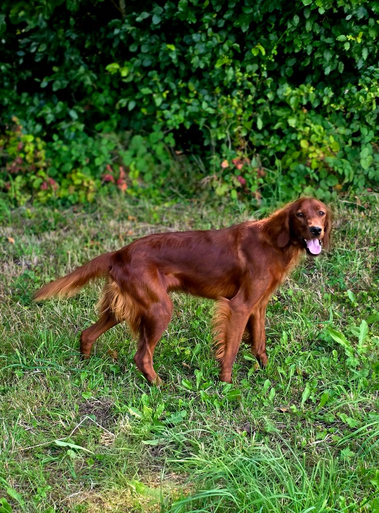 Velvet du Domaine de Criska