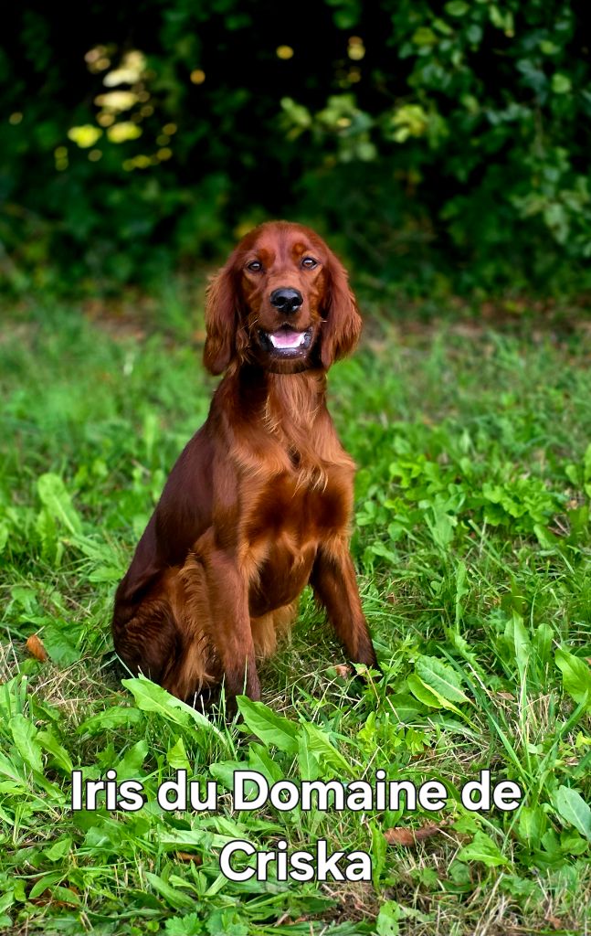 Iris du Domaine de Criska