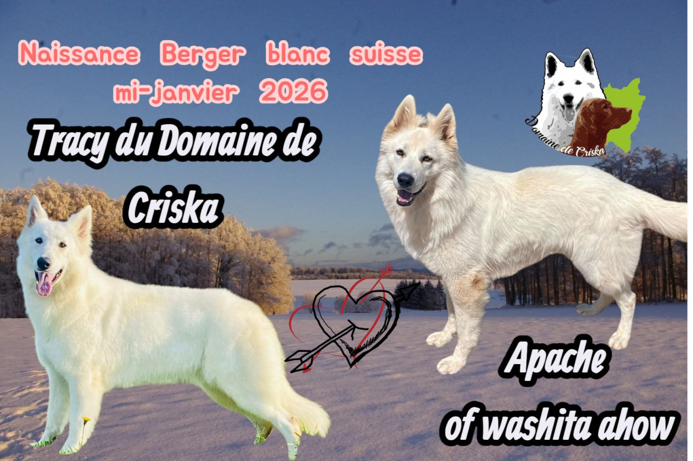 du Domaine de Criska - CHIOTS BERGER BLANC SUISSE mi-Janvier 2026
