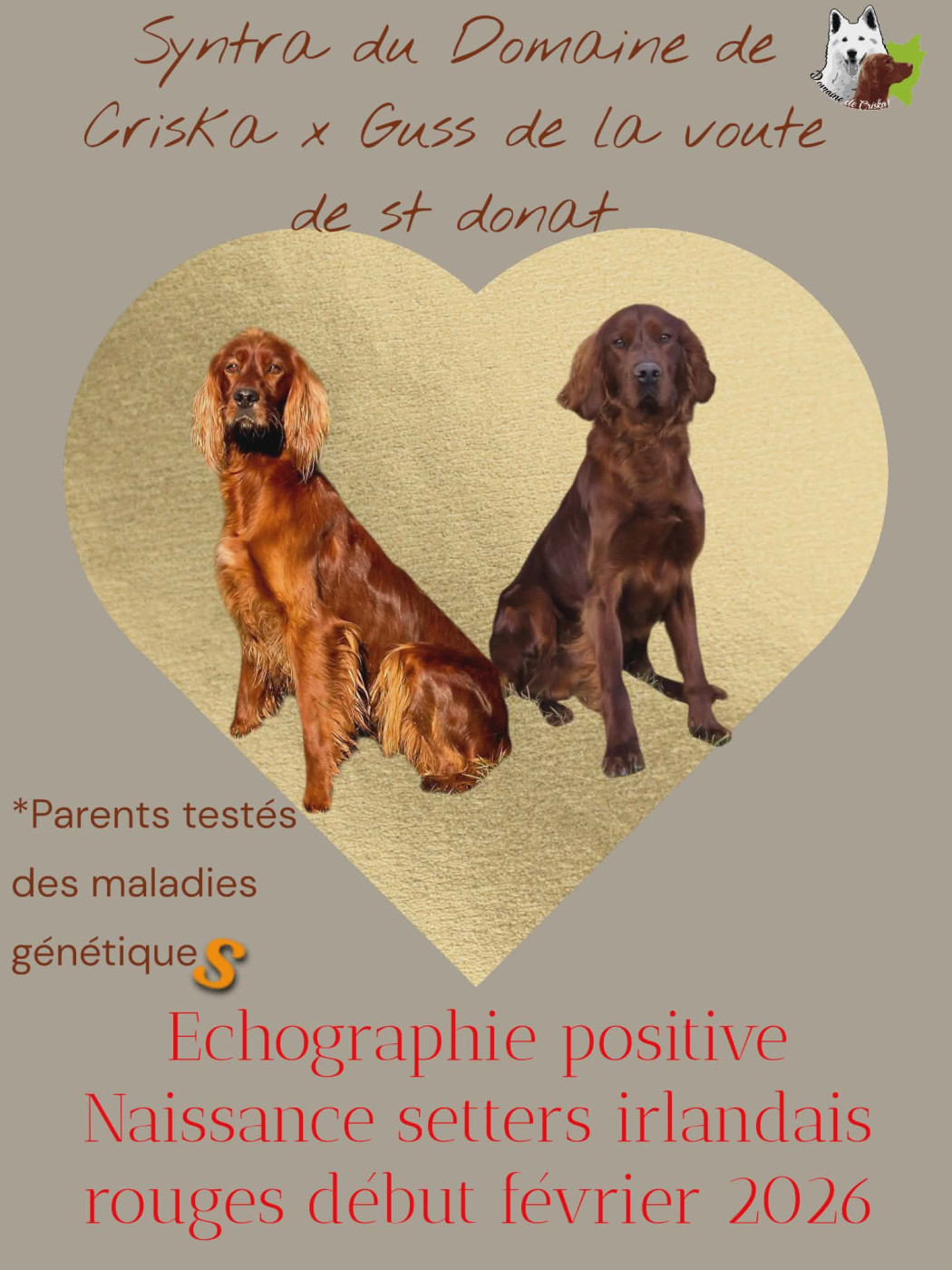 du Domaine de Criska - NAISSANCE DEBUT FERVIER 2026