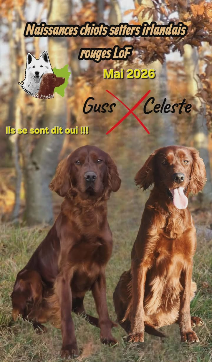 du Domaine de Criska - Naissance mi-mai 2026 CELESTE X GUSS DISPONIBLE MI JUILLET 2026