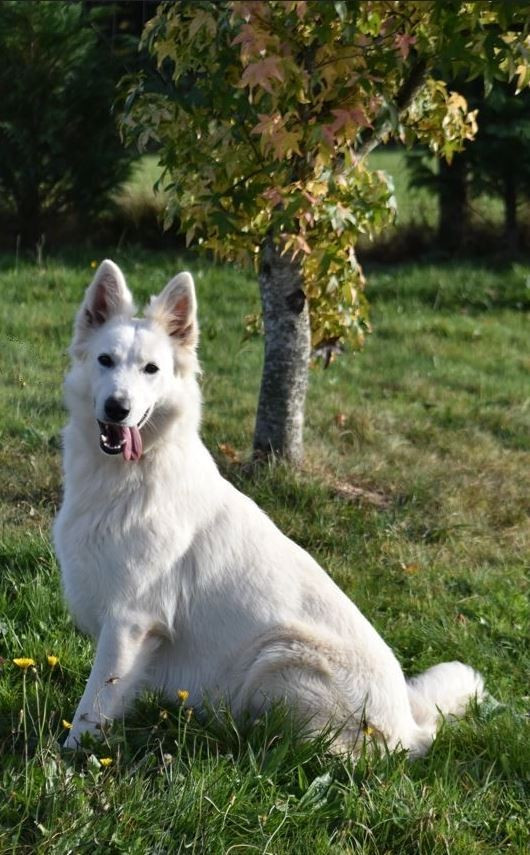 Naissance chiots bergers blancs suisses aout 2026
