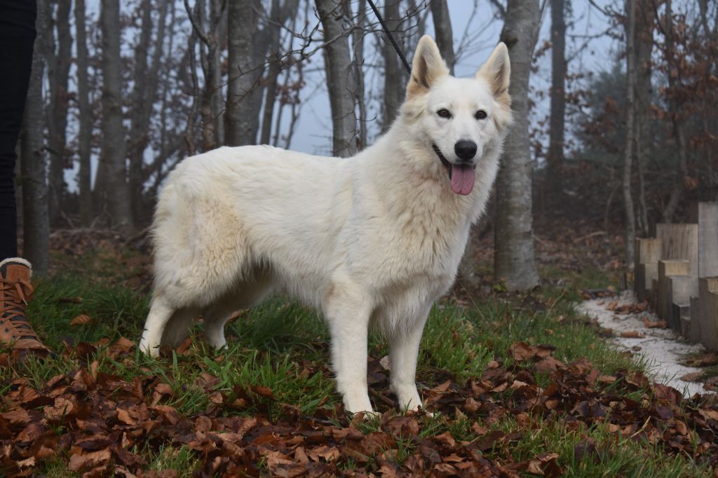 Naissance CHIOTS BBS  février, disponible Avril 2025 