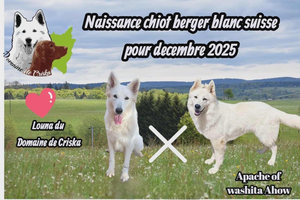 du Domaine de Criska -  Naissances prévues Décembre  2025 