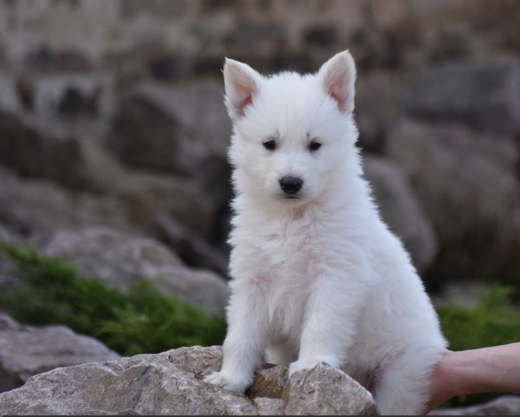 du Domaine de Criska - Naissances prévues Berger Blanc Suisse LOF ? Été/Automne 2025
