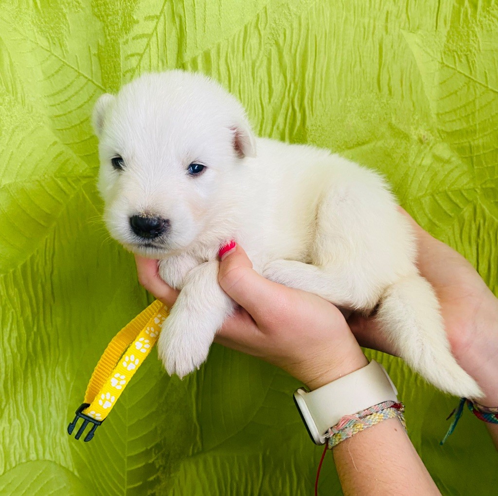 du Domaine de Criska - Chiots disponibles - Berger Blanc Suisse