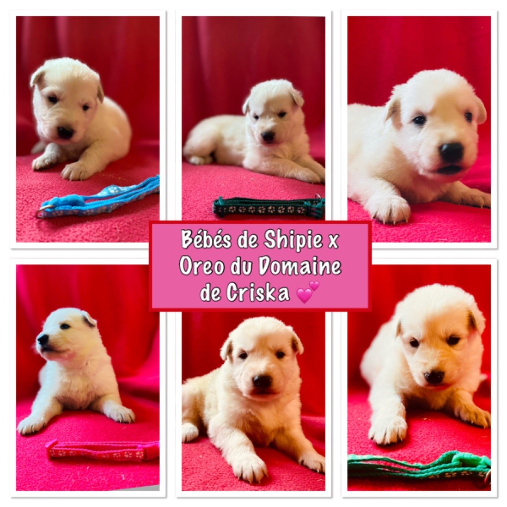 Chiot Berger Blanc Suisse du Domaine de Criska