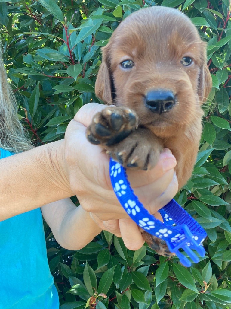 du Domaine de Criska - Chiots disponibles - Setter irlandais rouge