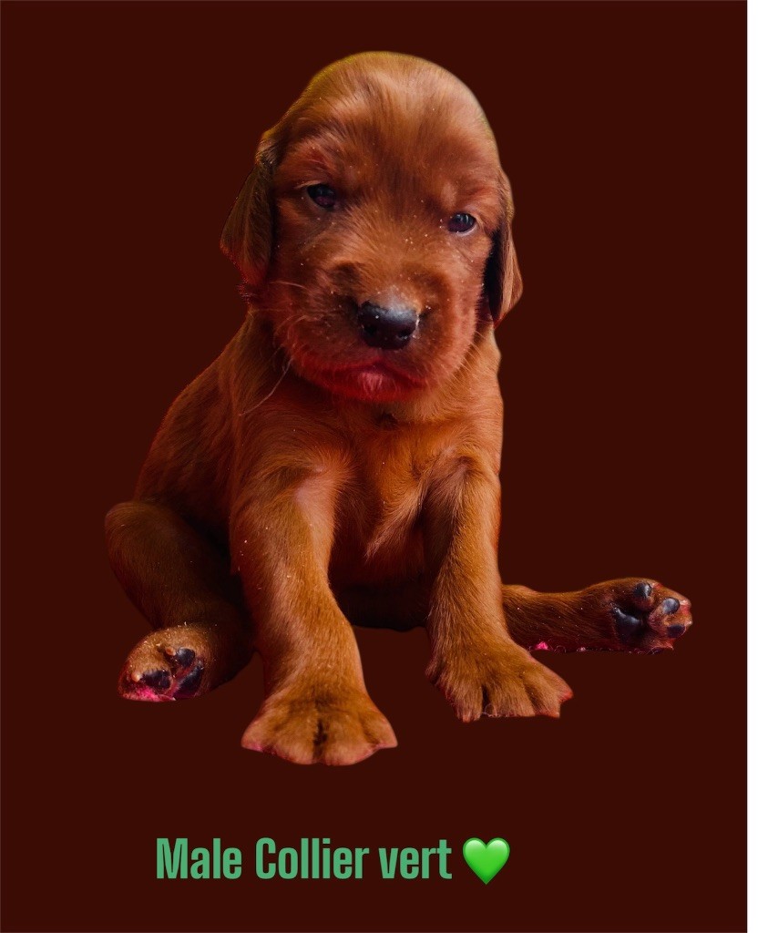 du Domaine de Criska - Chiots disponibles - Setter irlandais rouge