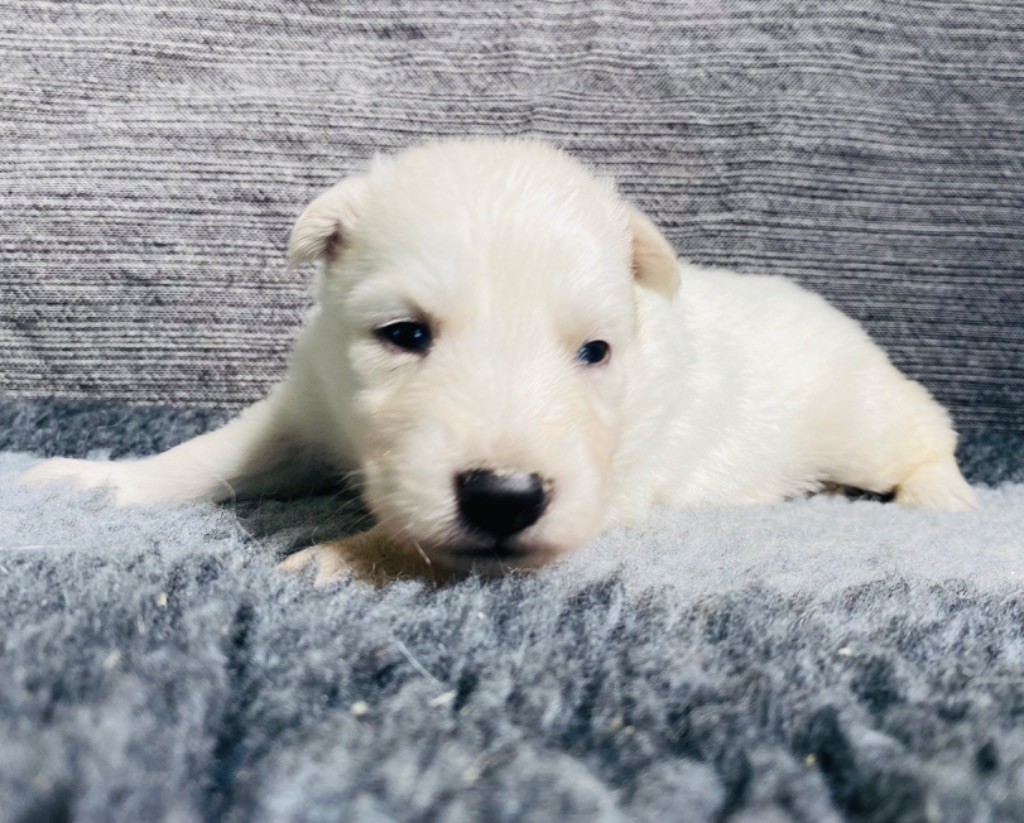CHIOT