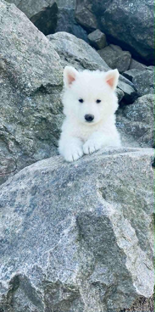 du Domaine de Criska - Chiots disponibles - Berger Blanc Suisse