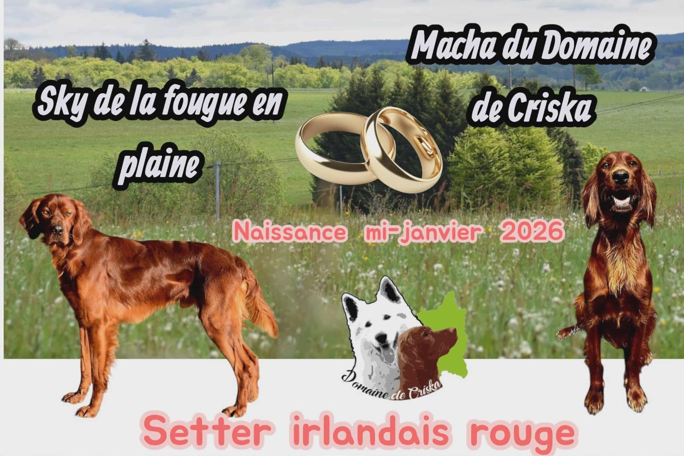 du Domaine de Criska - Setter irlandais rouge - Portée née le 14/01/2026