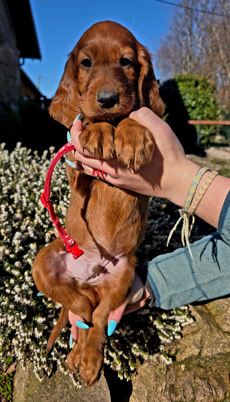 du Domaine de Criska - Chiots disponibles - Setter irlandais rouge