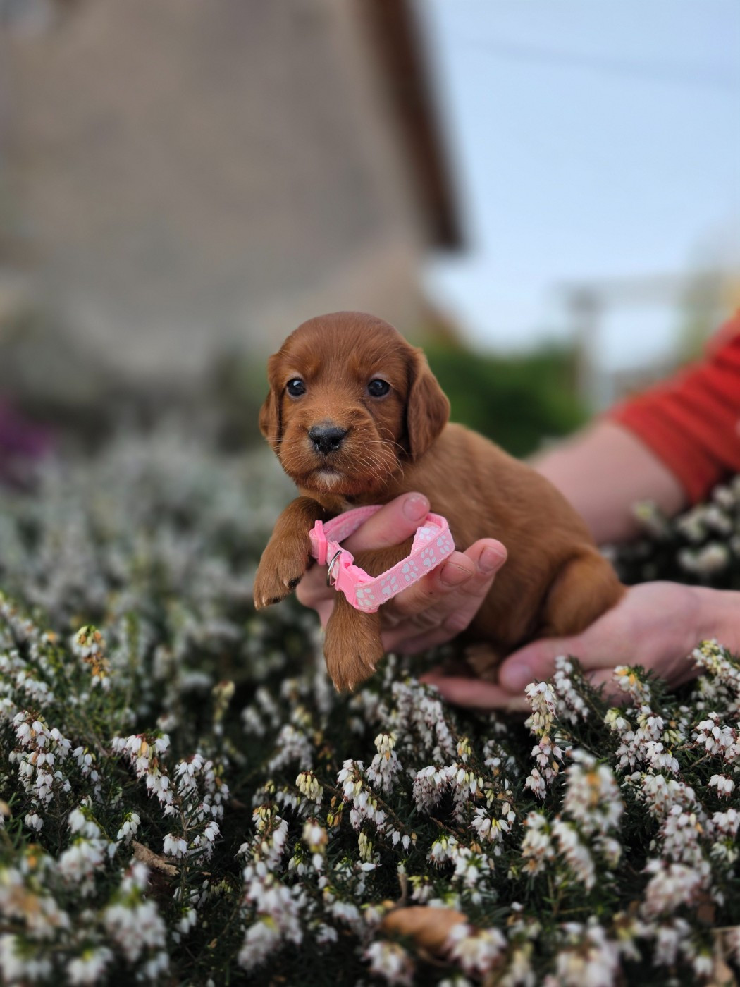 du Domaine de Criska - Chiots disponibles - Setter irlandais rouge