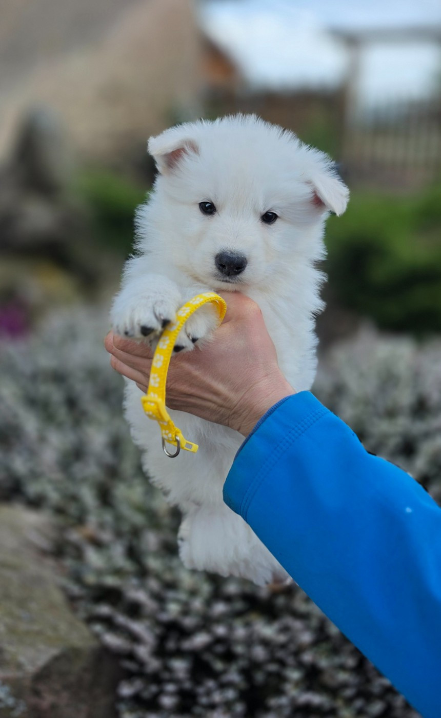du Domaine de Criska - Chiots disponibles - Berger Blanc Suisse