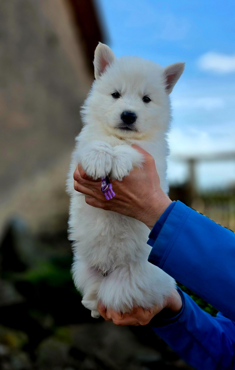 du Domaine de Criska - Chiots disponibles - Berger Blanc Suisse