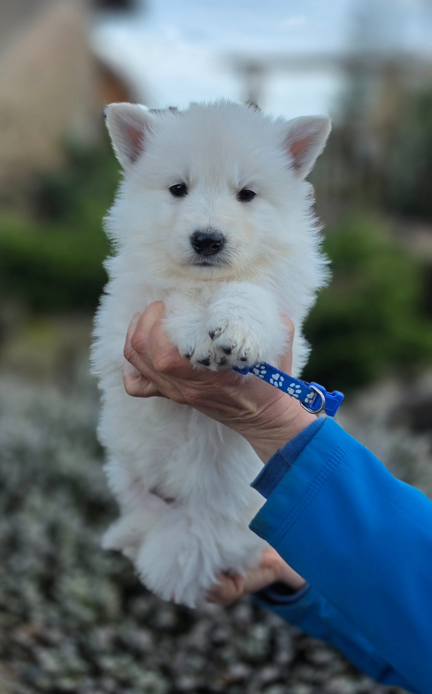 du Domaine de Criska - Chiots disponibles - Berger Blanc Suisse