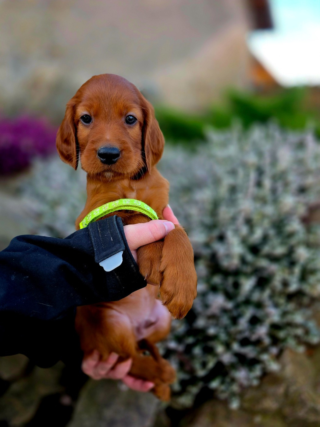 du Domaine de Criska - Chiots disponibles - Setter irlandais rouge