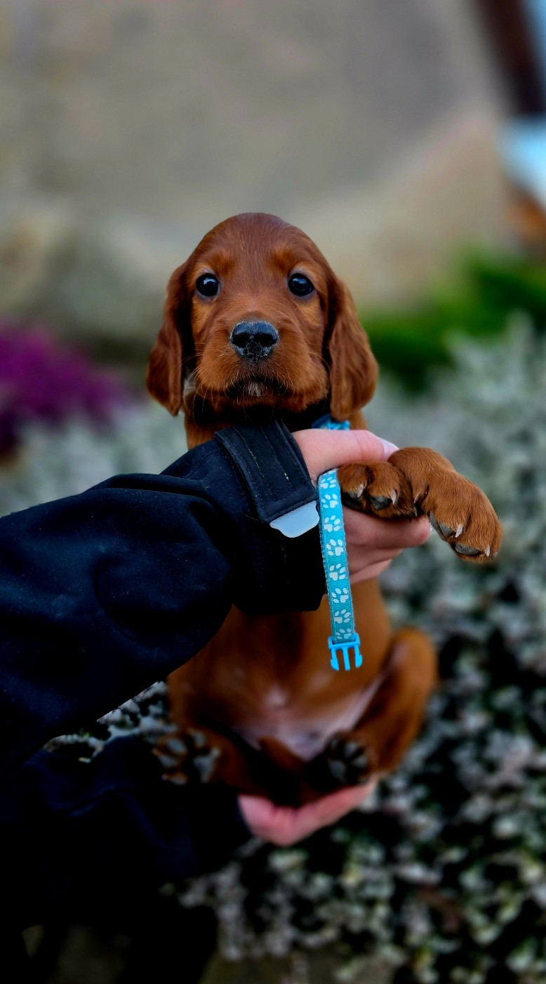 du Domaine de Criska - Chiots disponibles - Setter irlandais rouge