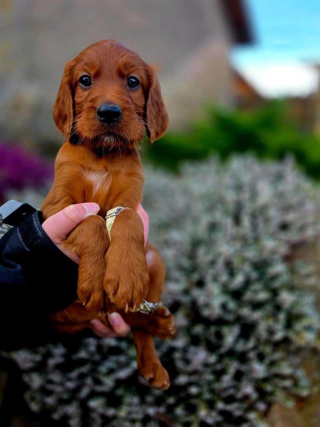 du Domaine de Criska - Chiots disponibles - Setter irlandais rouge