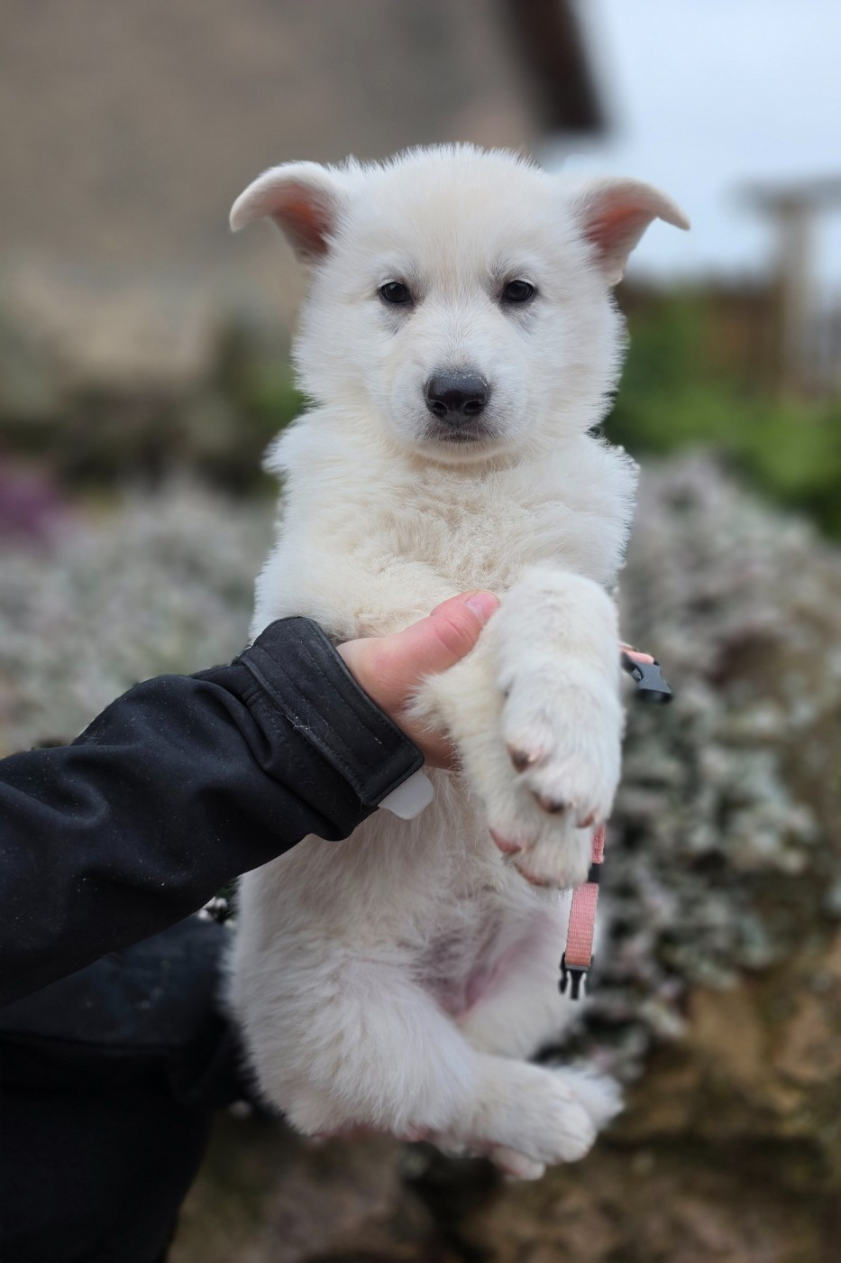 du Domaine de Criska - Chiots disponibles - Berger Blanc Suisse