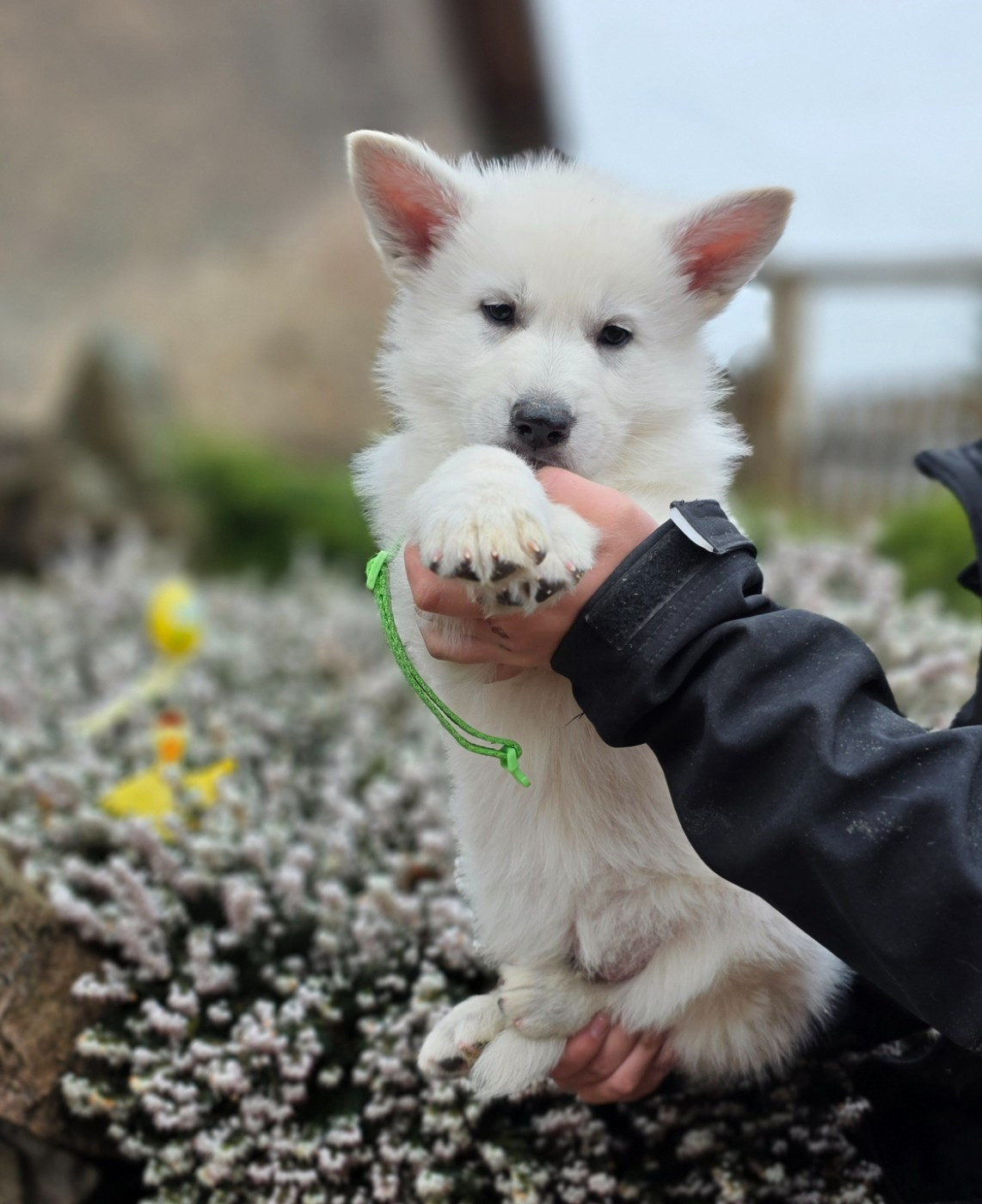 du Domaine de Criska - Chiots disponibles - Berger Blanc Suisse