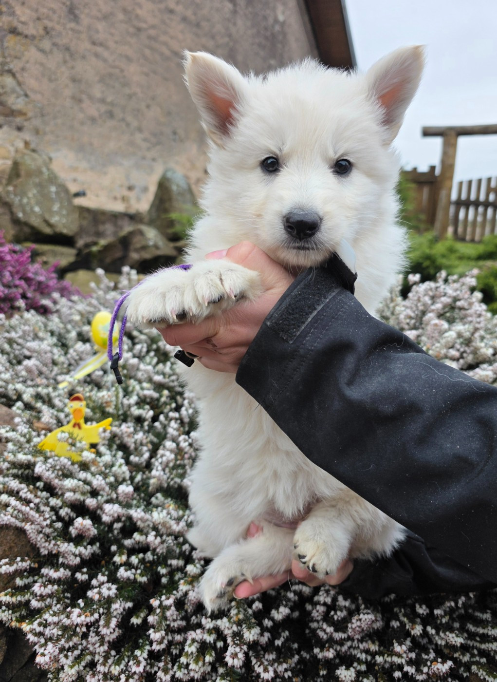 du Domaine de Criska - Chiots disponibles - Berger Blanc Suisse