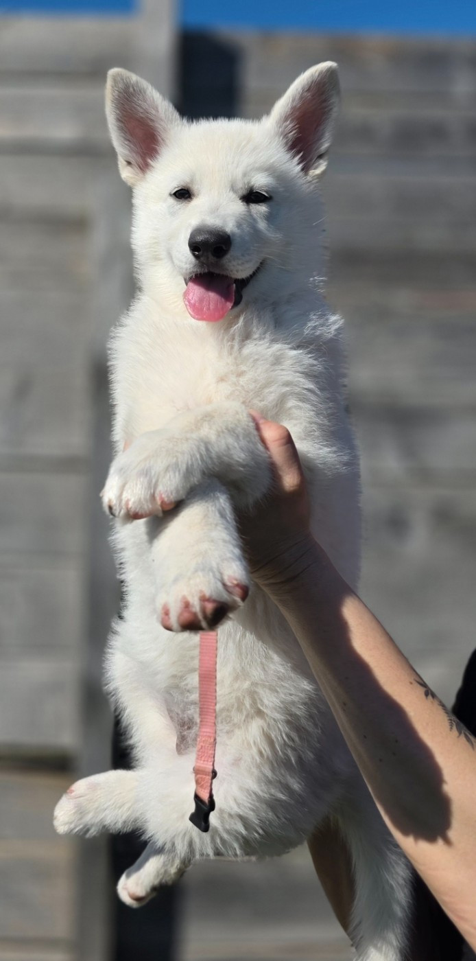 du Domaine de Criska - Chiots disponibles - Berger Blanc Suisse