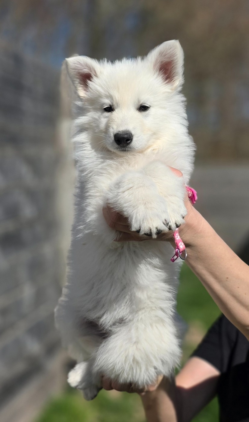 du Domaine de Criska - Chiots disponibles - Berger Blanc Suisse