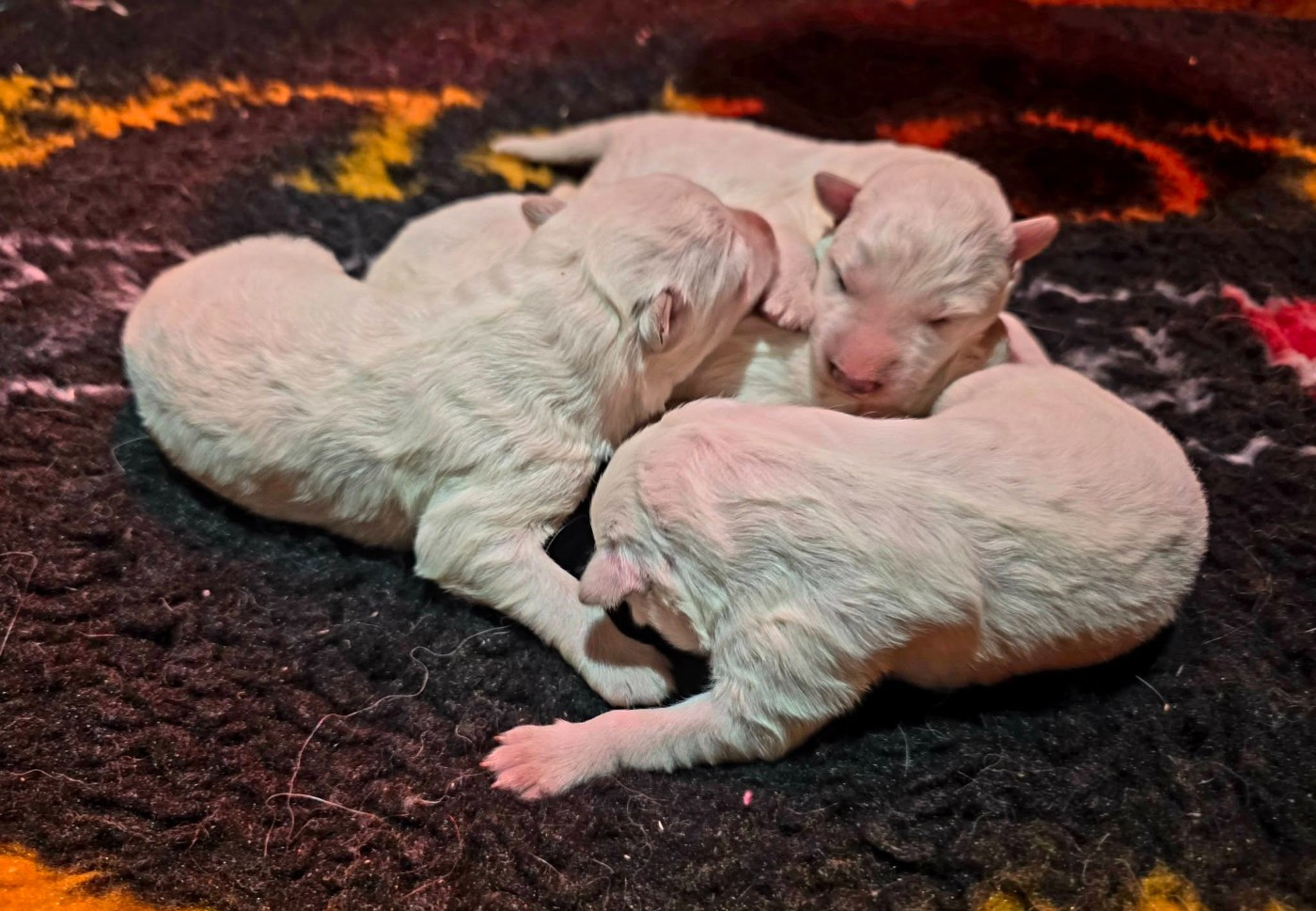 du Domaine de Criska - Chiots disponibles - Berger Blanc Suisse